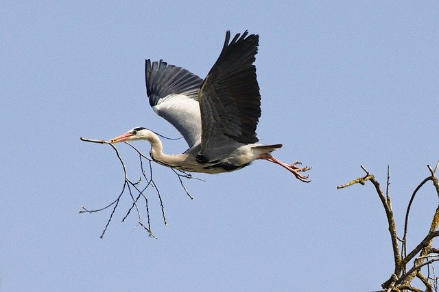 Grey Heron Branch Flying Heron - DerWeg / Pixabay